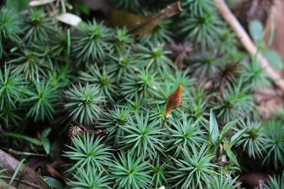 Dawsonia polytrichoides, photographed by Greg Tasney