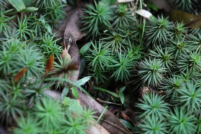 Dawsonia polytrichoides, photographed by Greg Tasney