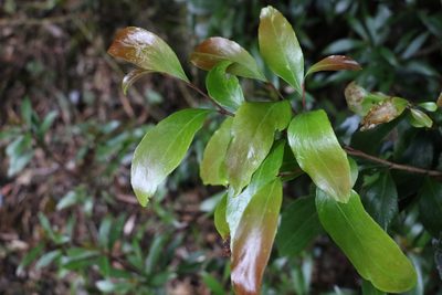 Stenocarpus salignus, photographed by Greg Tasney