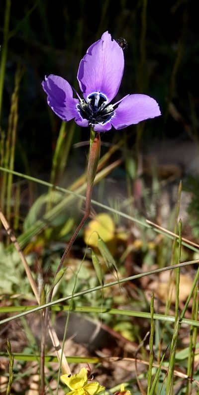 Moraea gigandra, photographed by desertnaturalist