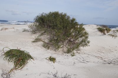 Passerina ericoides, photographed by Tony Rebelo