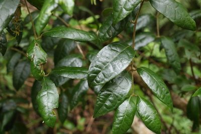 Palmeria foremanii, photographed by Greg Tasney