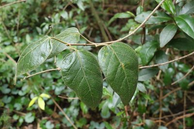 Parsonsia fulva, photographed by Greg Tasney