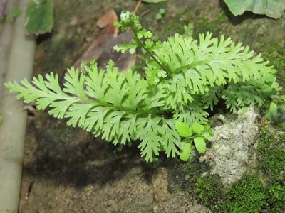 Pityrogramma calomelanos, photographed by chiuluan