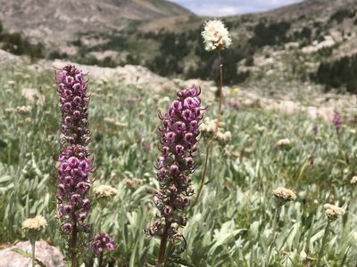Pedicularis groenlandica, photographed by Harrison J Elkins