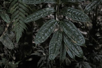 Ripogonum discolor, photographed by Greg Tasney