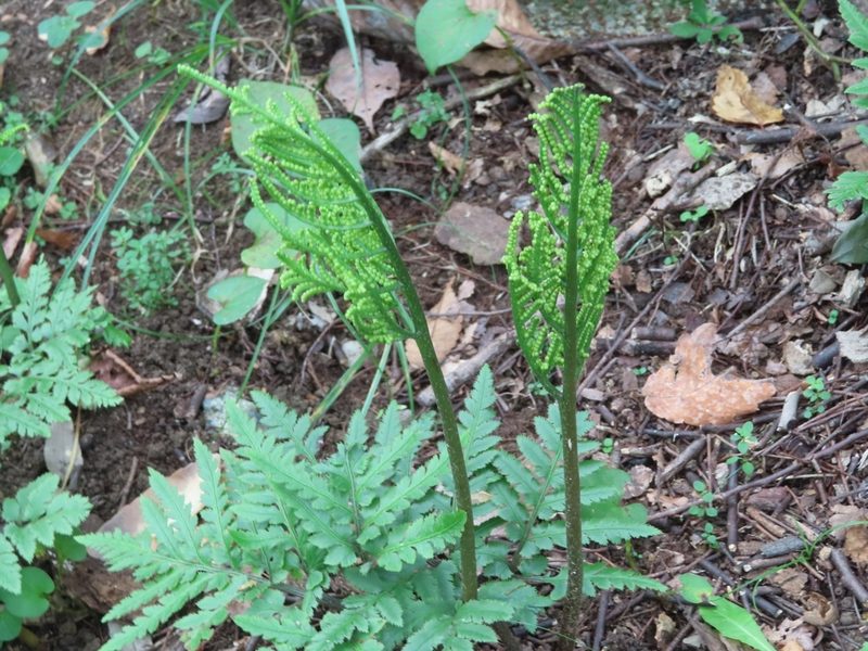 Sceptridium japonicum, photographed by mami_t_t