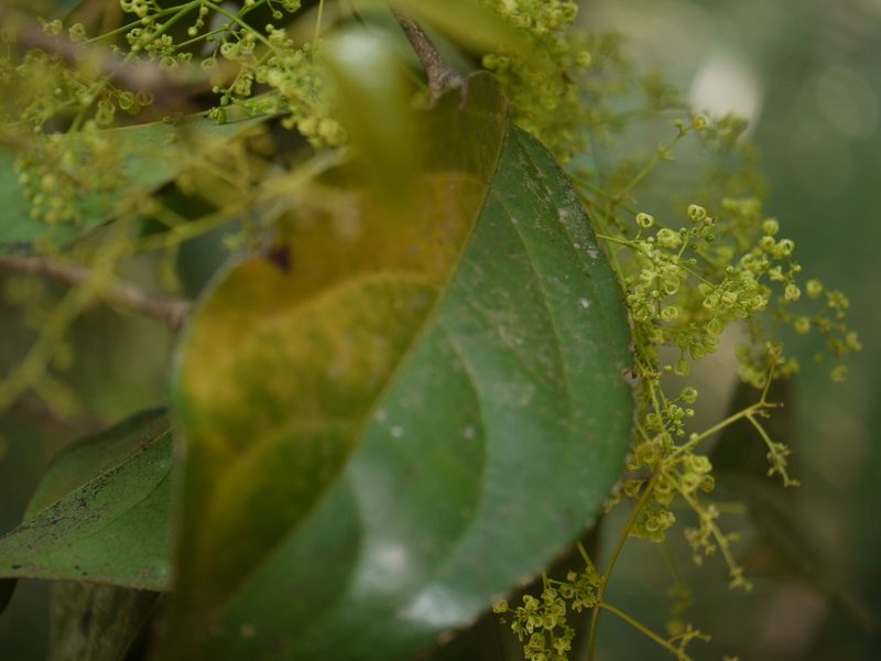 Reissantia grahamii, photographed by Dinesh Valke