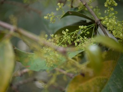 Reissantia grahamii, photographed by Dinesh Valke