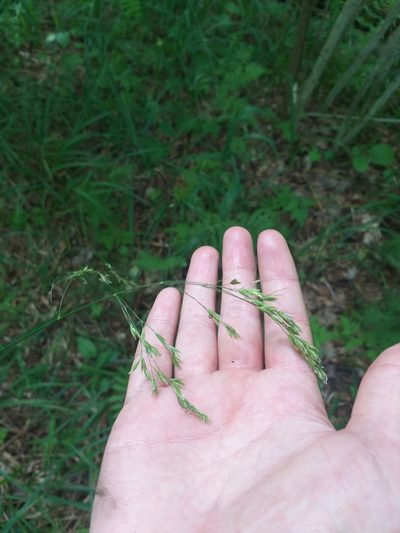 Festuca altissima, photographed by Dmitriy Bochkov