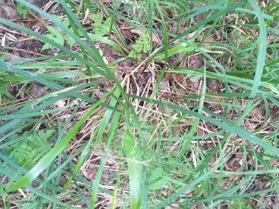 Festuca altissima, photographed by Dmitriy Bochkov
