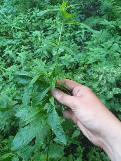Epilobium roseum, photographed by Dmitriy Bochkov
