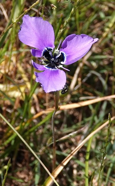Moraea gigandra, photographed by desertnaturalist