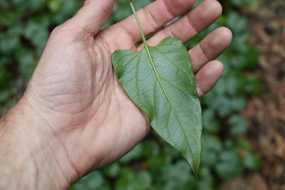 Vincetoxicum woollsii, photographed by Greg Tasney