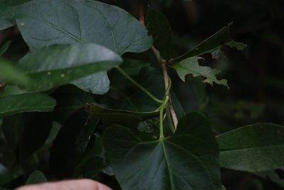 Vincetoxicum woollsii, photographed by Greg Tasney