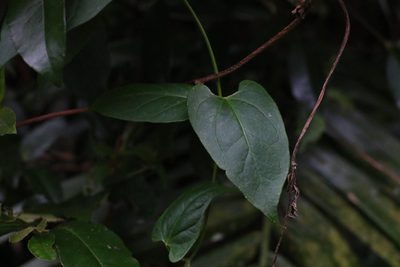 Vincetoxicum woollsii, photographed by Greg Tasney