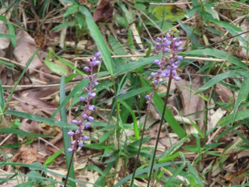 Liriope muscari, photographed by mami_t_t