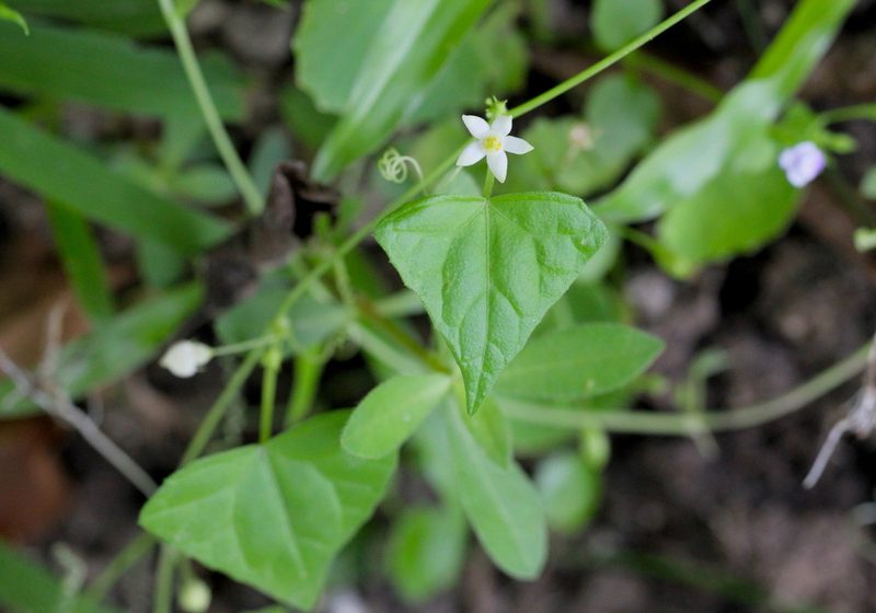 Zehneria japonica, photographed by Agnes Trekker