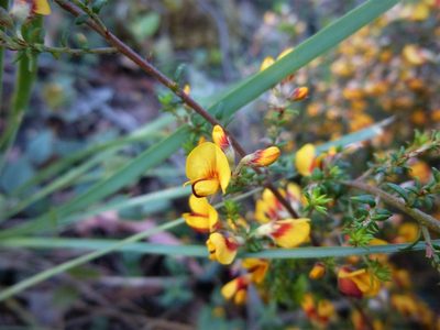 Pultenaea gunnii, photographed by Kiri Bee