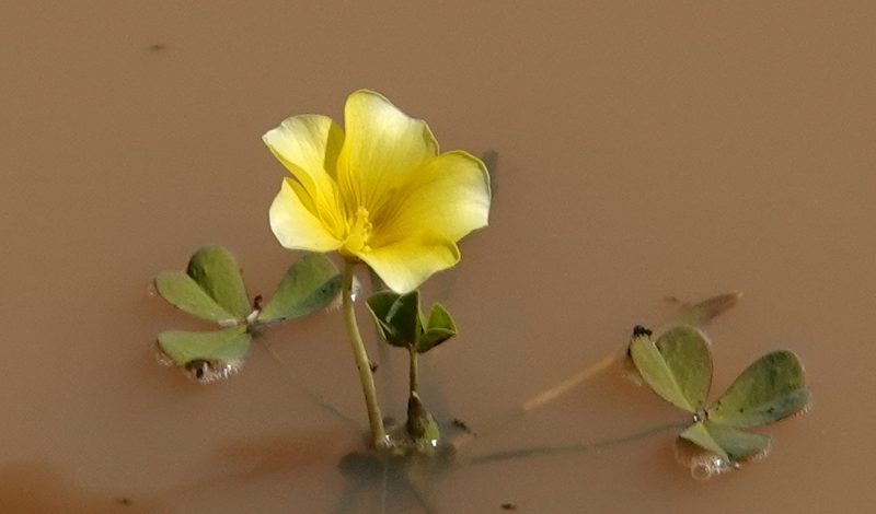 Oxalis disticha, photographed by desertnaturalist