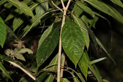 Abrophyllum ornans, photographed by Greg Tasney