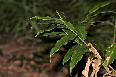 Alpinia arundelliana, photographed by Greg Tasney