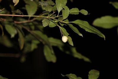 Schizomeria ovata, photographed by Greg Tasney