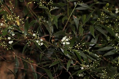 Acacia binervata