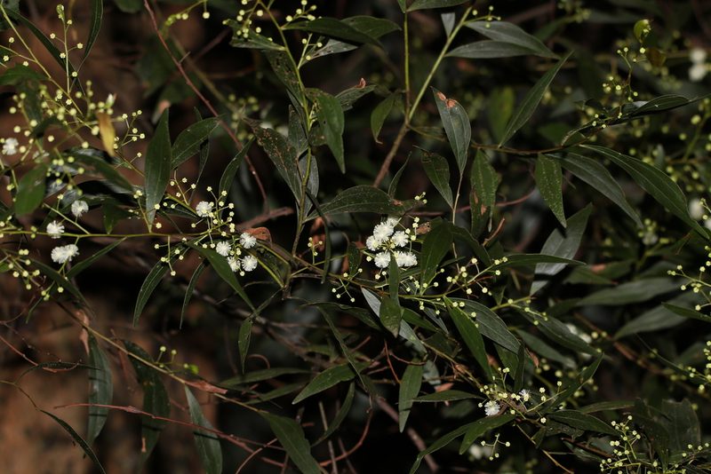 Acacia binervata, photographed by Greg Tasney