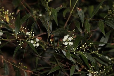 Acacia binervata, photographed by Greg Tasney