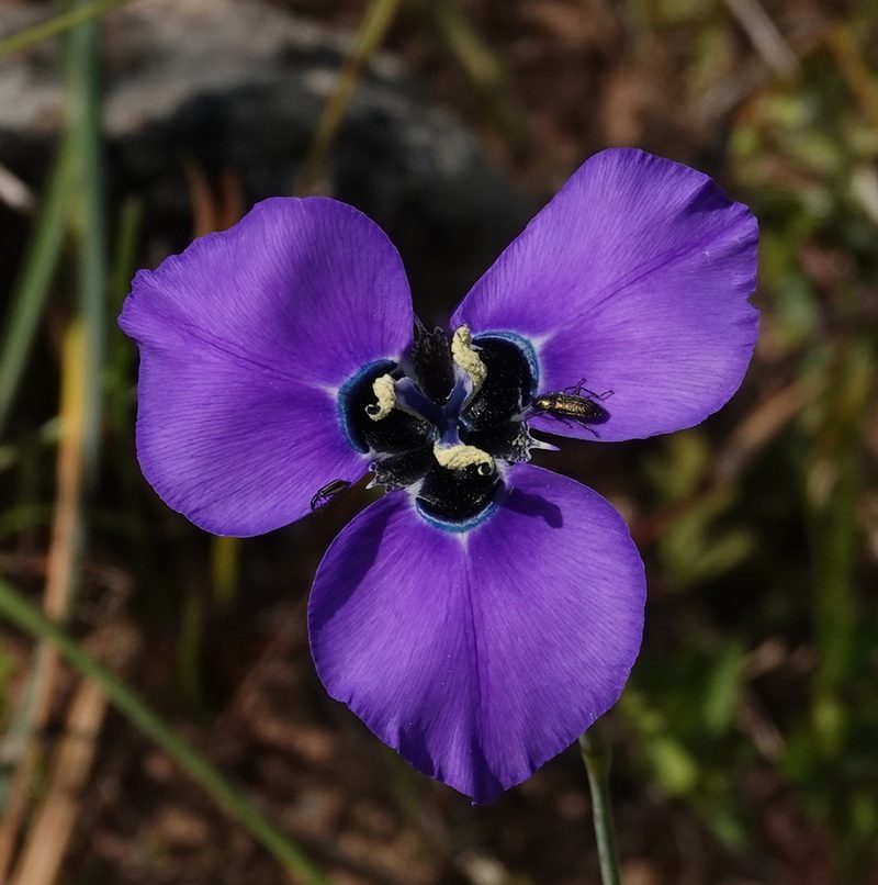 Moraea gigandra, photographed by desertnaturalist