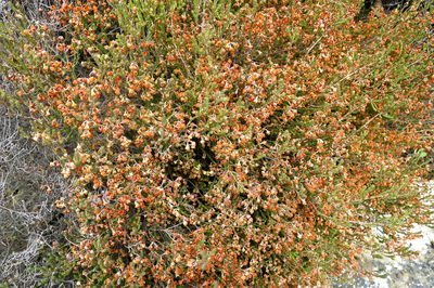 Erica syngenesia, photographed by Di Turner