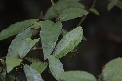 Solanum inaequilaterum, photographed by Greg Tasney
