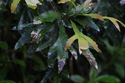 Orites excelsus, photographed by Greg Tasney