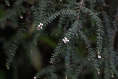 Ozothamnus rufescens, photographed by Greg Tasney