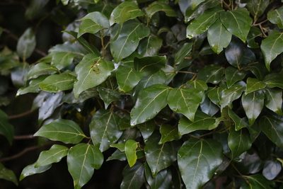 Cryptocarya foveolata, photographed by Greg Tasney