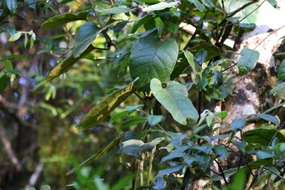 Parsonsia fulva, photographed by Greg Tasney