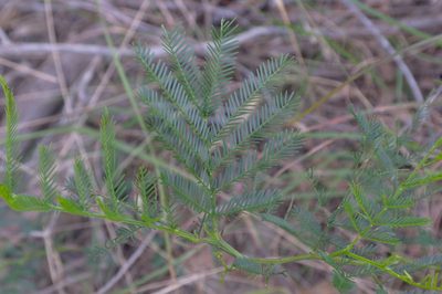 Acacia decurrens, photographed by Gary Williams