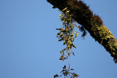 Dendrobium pugioniforme, photographed by Greg Tasney