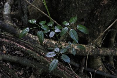 Rubus nebulosus, photographed by Greg Tasney