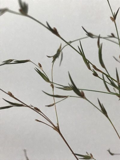 Juncus pelocarpus, photographed by Chase Mathey