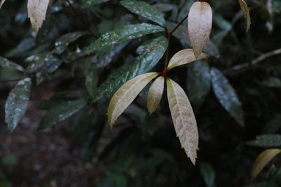 Triunia youngiana, photographed by Greg Tasney