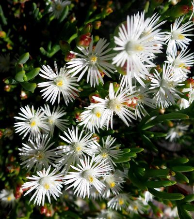 Ruschia multiflora, photographed by Di Turner