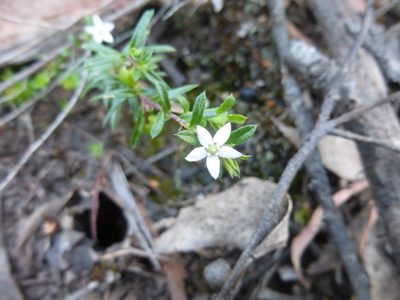 Rhytidosporum procumbens, photographed by Kiri Bee
