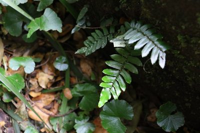 Pellaea falcata, photographed by Greg Tasney