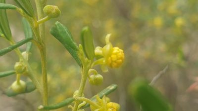 Beyeria leschenaultii, photographed by Andrew Thornhill