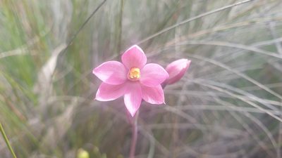 Thelymitra rubra, photographed by Andrew Thornhill