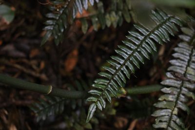 Pellaea falcata, photographed by Greg Tasney