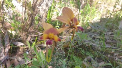 Diuris orientis, photographed by Andrew Thornhill