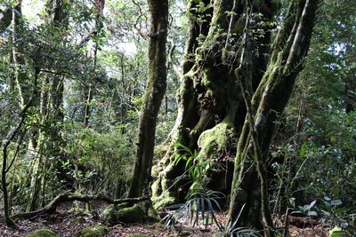 Nothofagus moorei, photographed by Greg Tasney